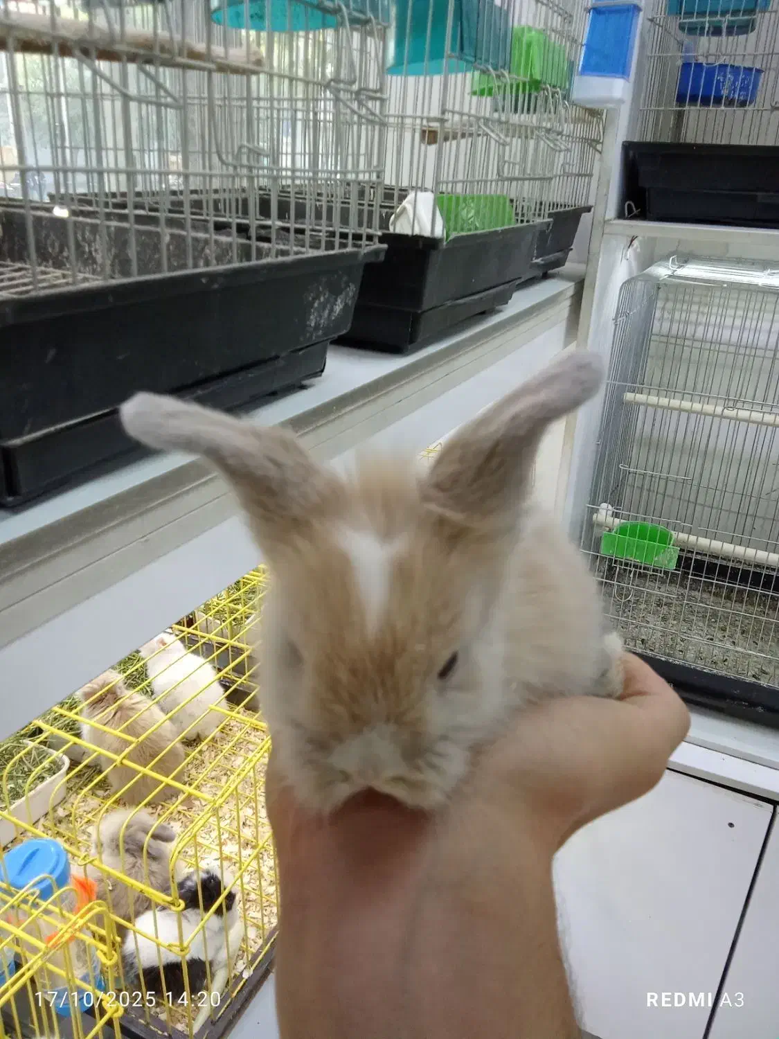 خرگوش مینیاتوری|موش و خرگوش|تهران, تهرانپارس شرقی|دیوار