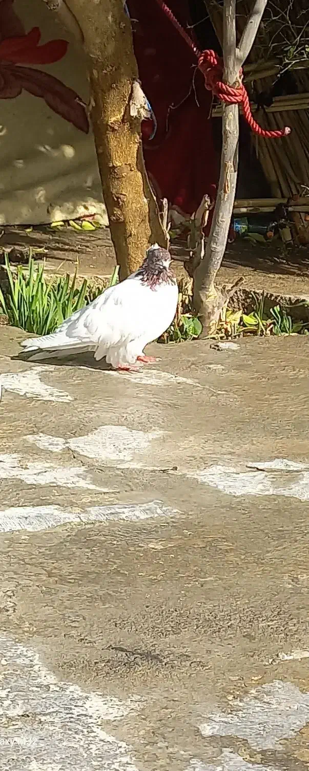 کبوتر کله سرخ|پرنده|دره شهر, |دیوار