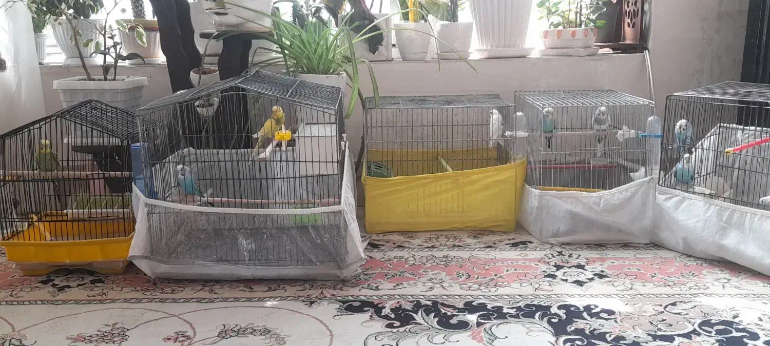 مرغ عشق|پرنده|سراب, |دیوار