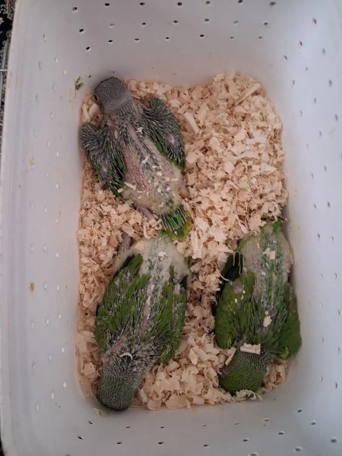 پرنده|پرنده|کرمان, |دیوار