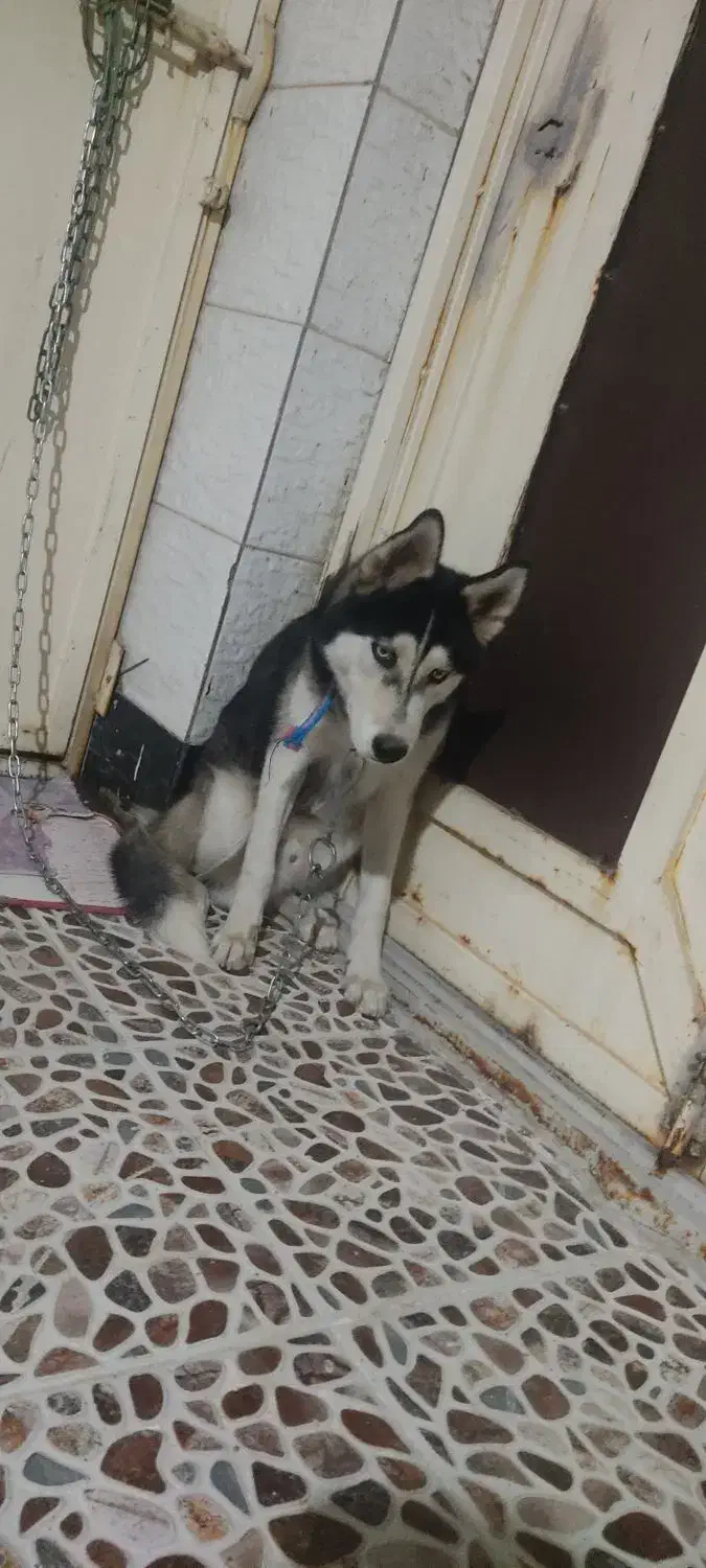 فروش سگ|سگ|بهبهان, |دیوار