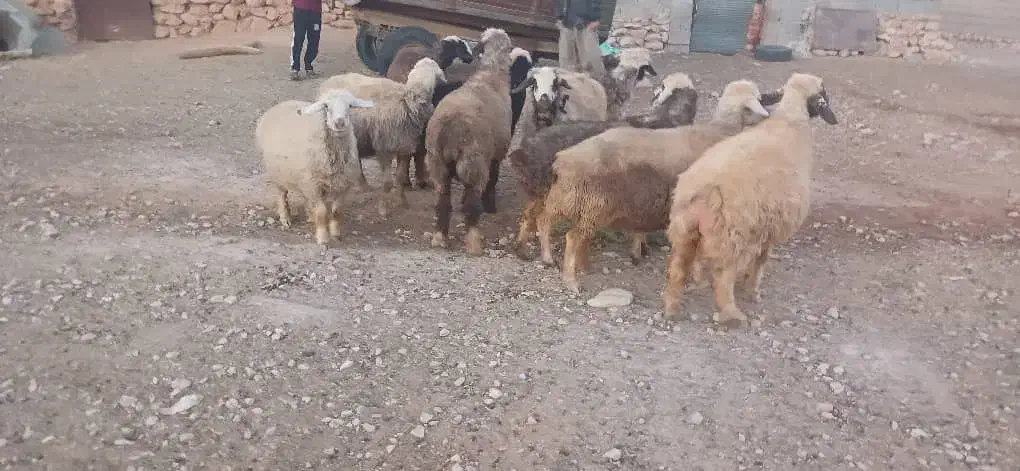 میش|حیوانات مزرعه|میمند, |دیوار