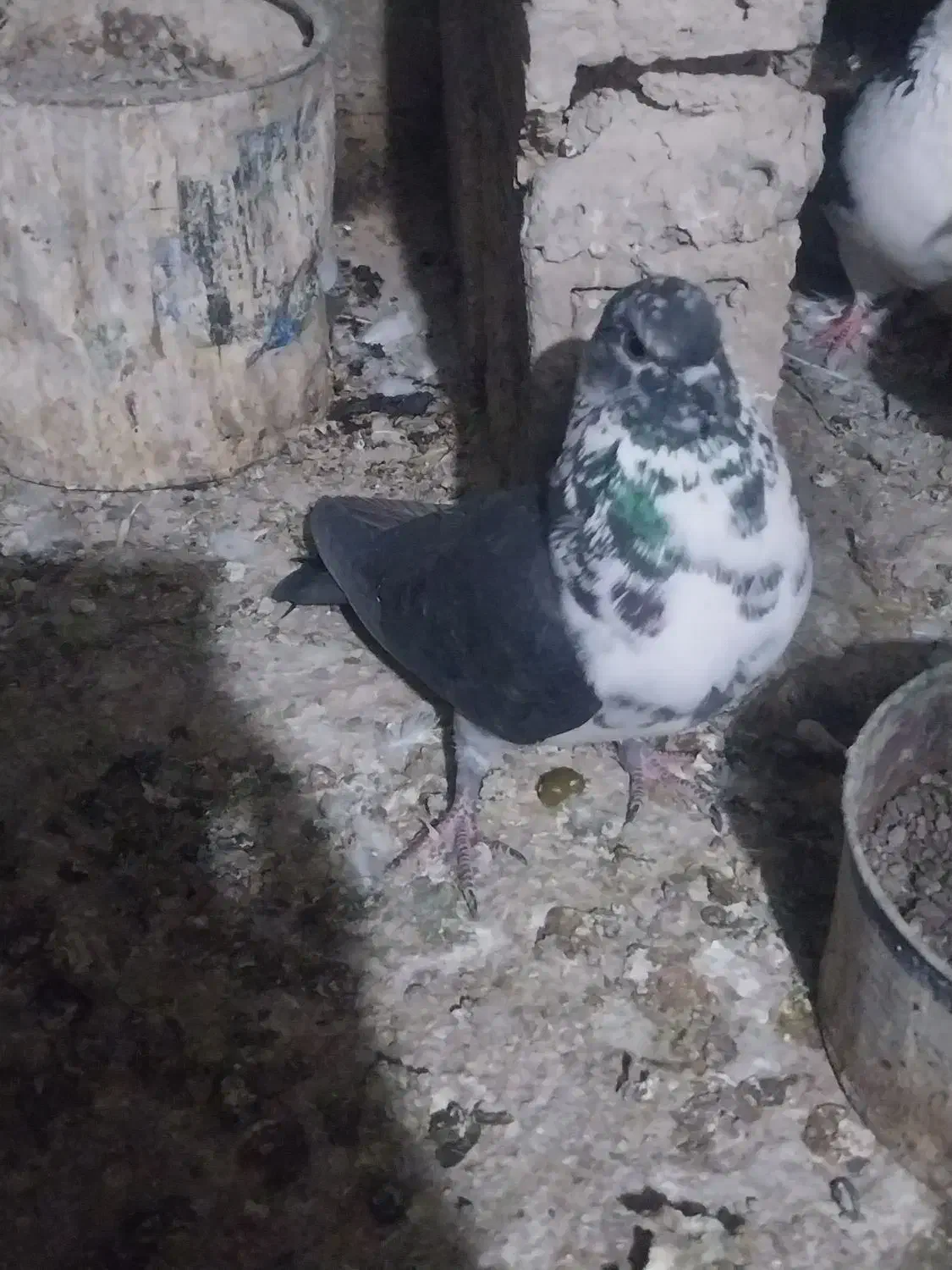 کفتر یا پرنده|پرنده|ساوه, |دیوار