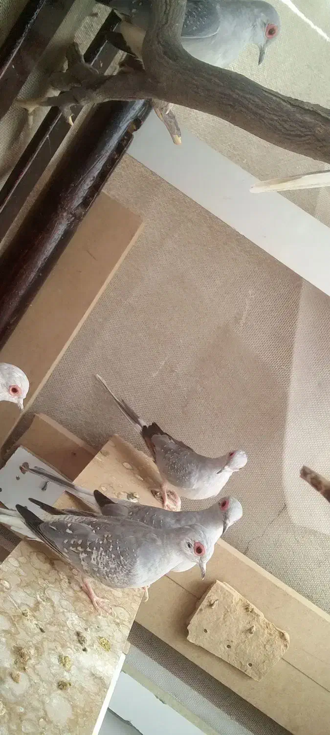 دوجفت|پرنده|کازرون, |دیوار