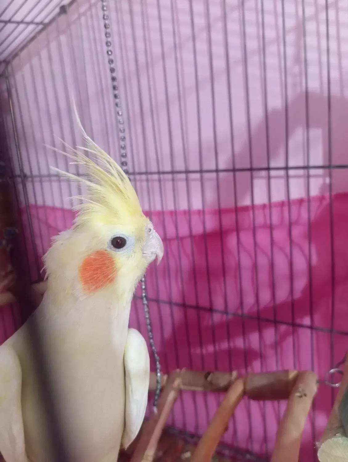 عروس هلندی لوتینو ماده|پرنده|قزوین, |دیوار