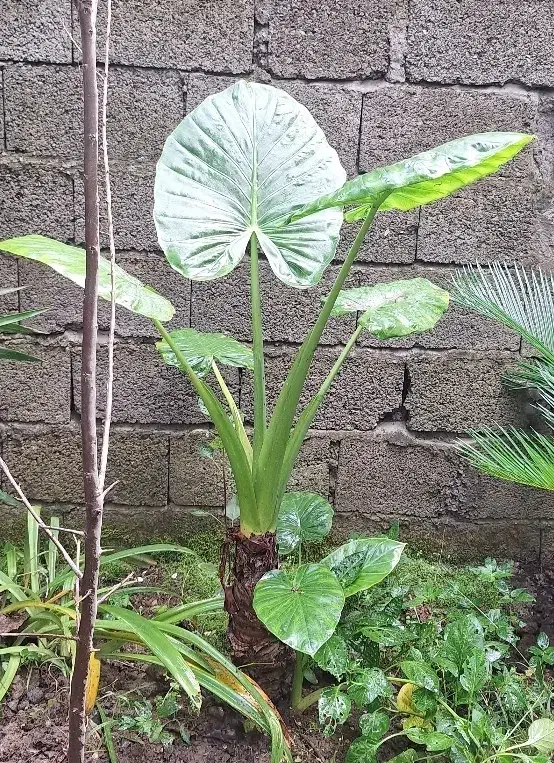 گل بابا آدم در دواندازه متفاوت|گل و گیاه طبیعی|رودبنه, |دیوار