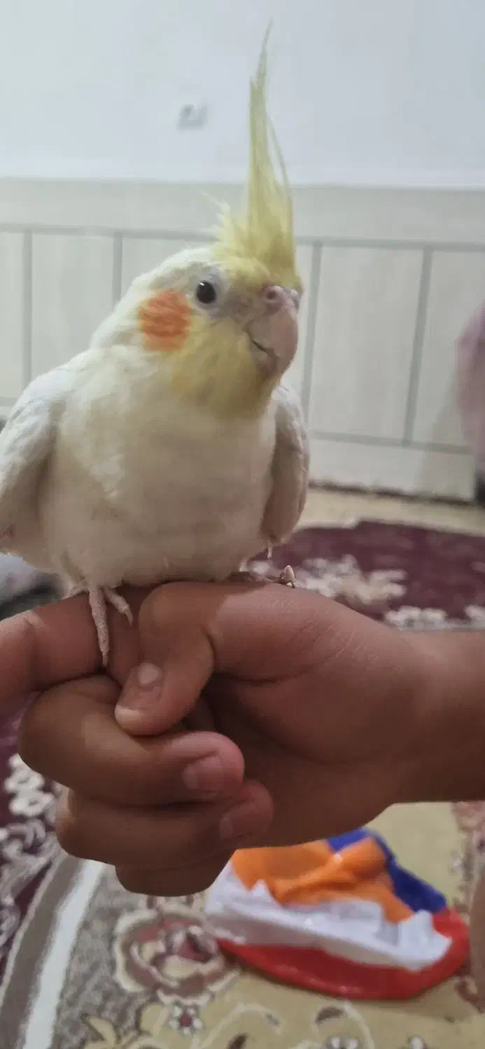 عروس هلندی|پرنده|لامرد, |دیوار