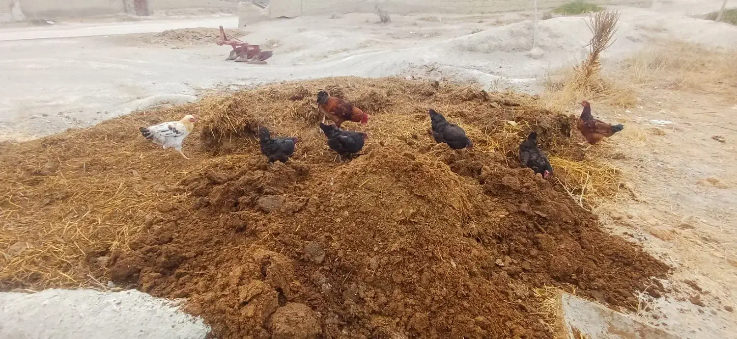 کود گاوی|گل و گیاه طبیعی|مانه, |دیوار