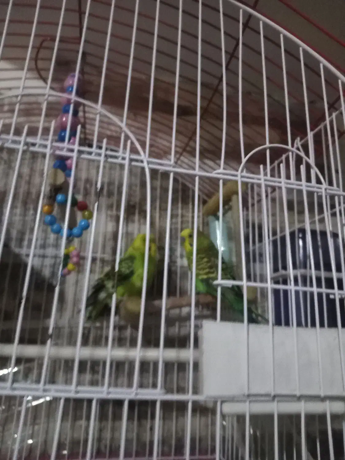 مرغ عشق نرو ماده|پرنده|تبریز, |دیوار