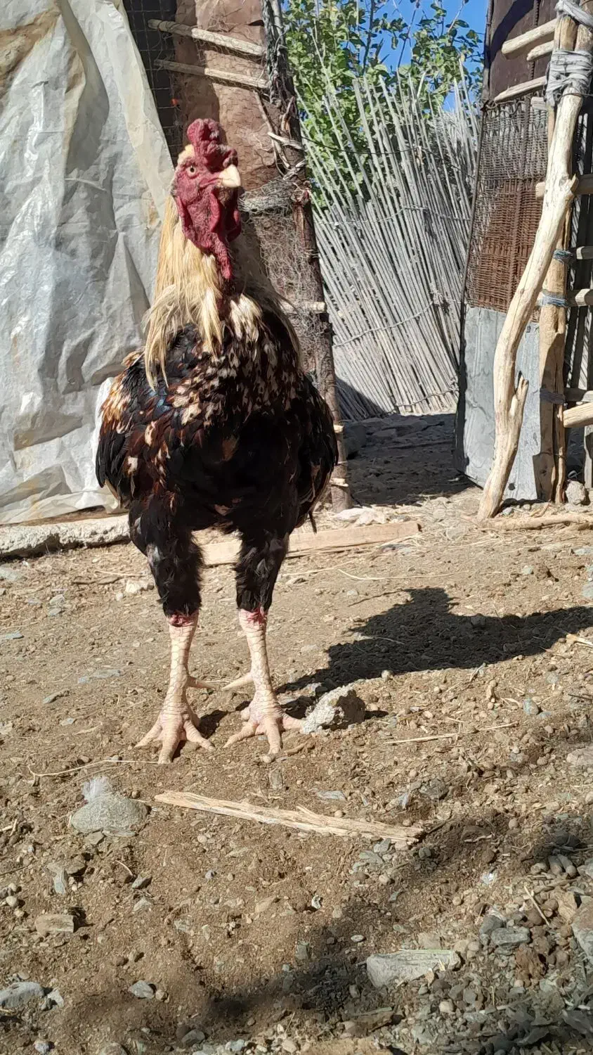 خروس افغان|حیوانات مزرعه|کهنوج, |دیوار