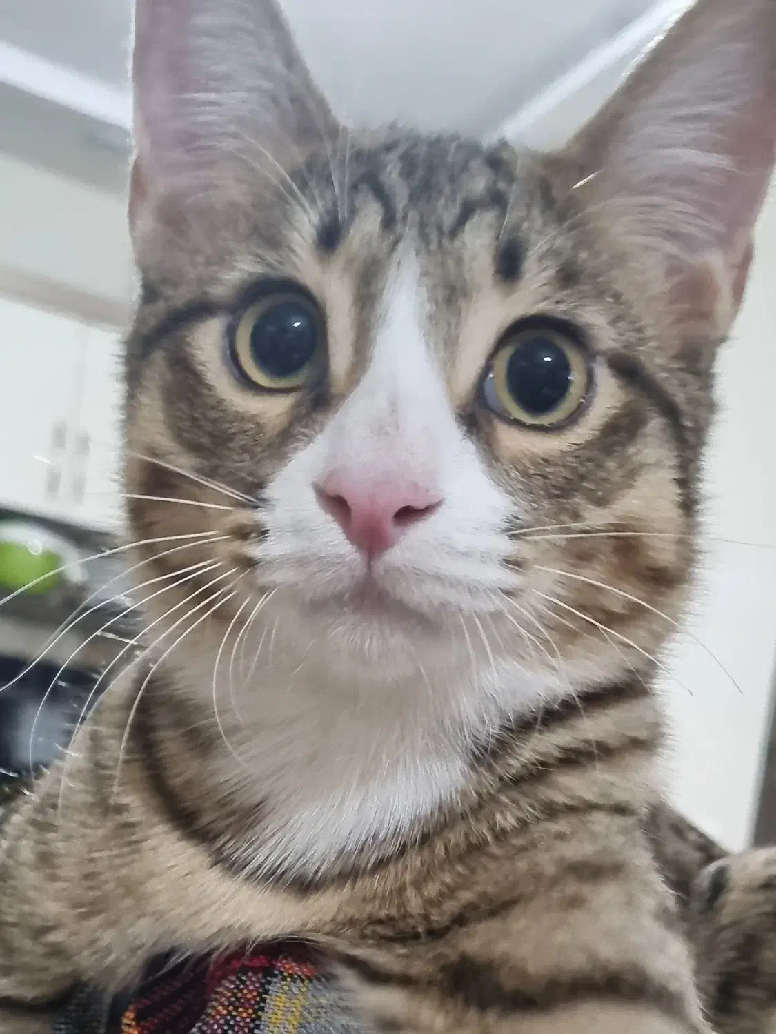 گربه ی گم شده حوالی بعثت و فردوسی شمالی|حیوانات|نیشابور, فردوس شمالی|دیوار