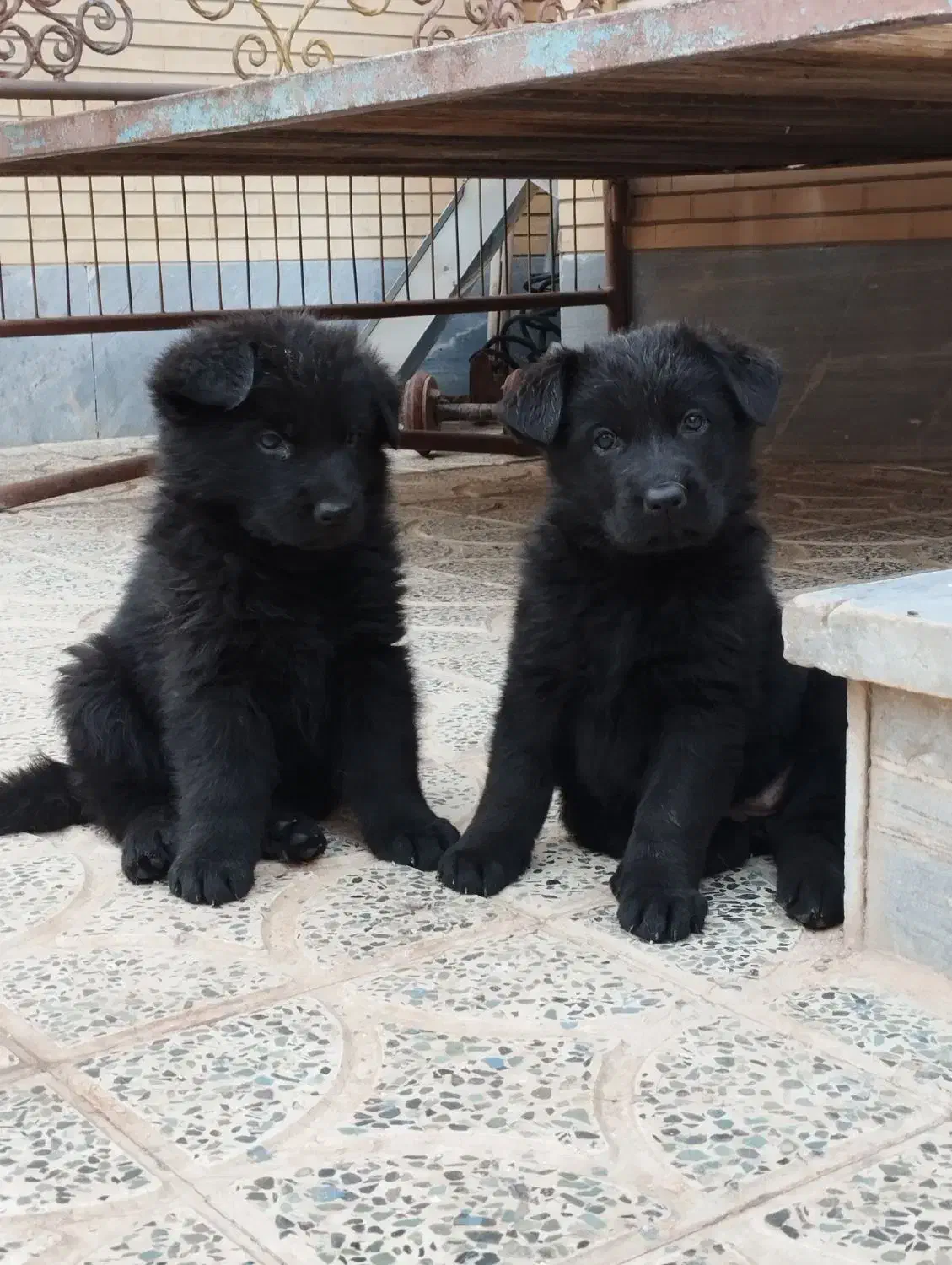 توله ژرمن|سگ|اصفهان, بهارستان|دیوار