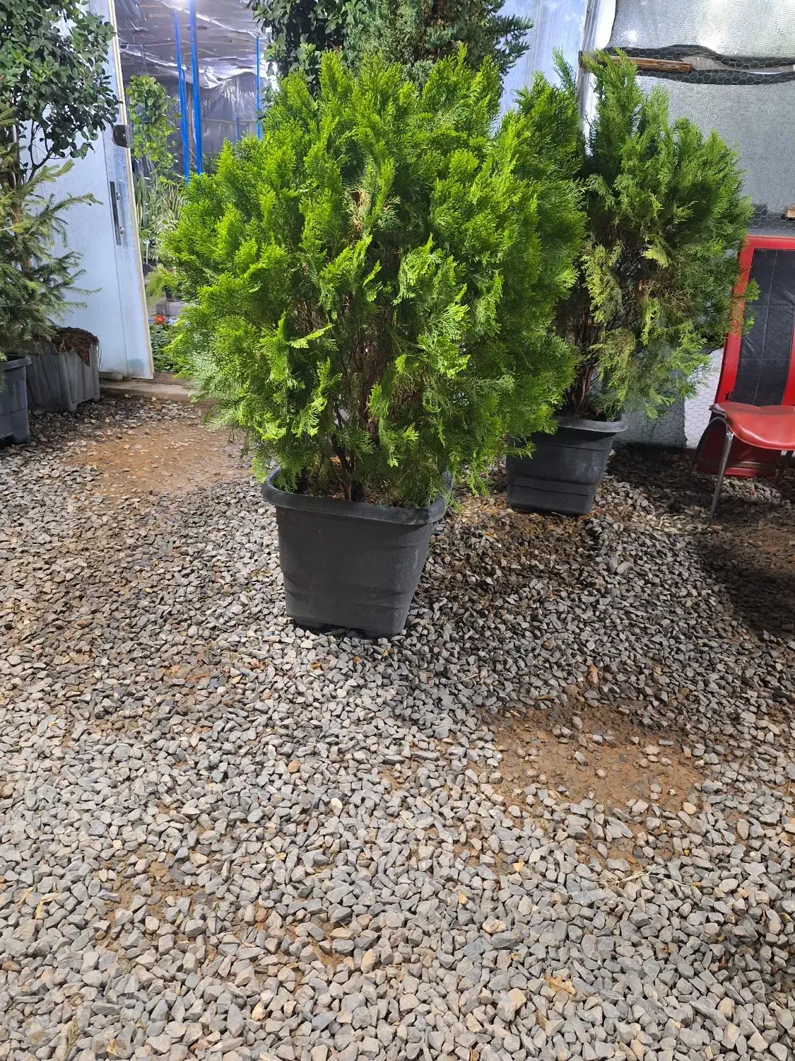 سرو و کامیس و لاوسون|خدمات باغبانی و درختکاری|لنجان, |دیوار