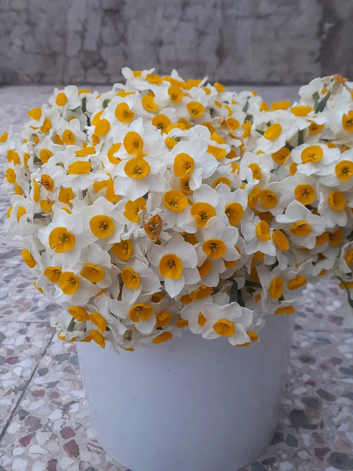 گل نرگس|گل و گیاه طبیعی|دهلران, |دیوار