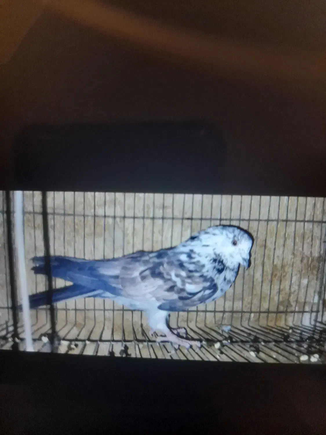 کفتر پرشی حسابی همگی بپر و سرحال|پرنده|قم, شاه سید علی|دیوار