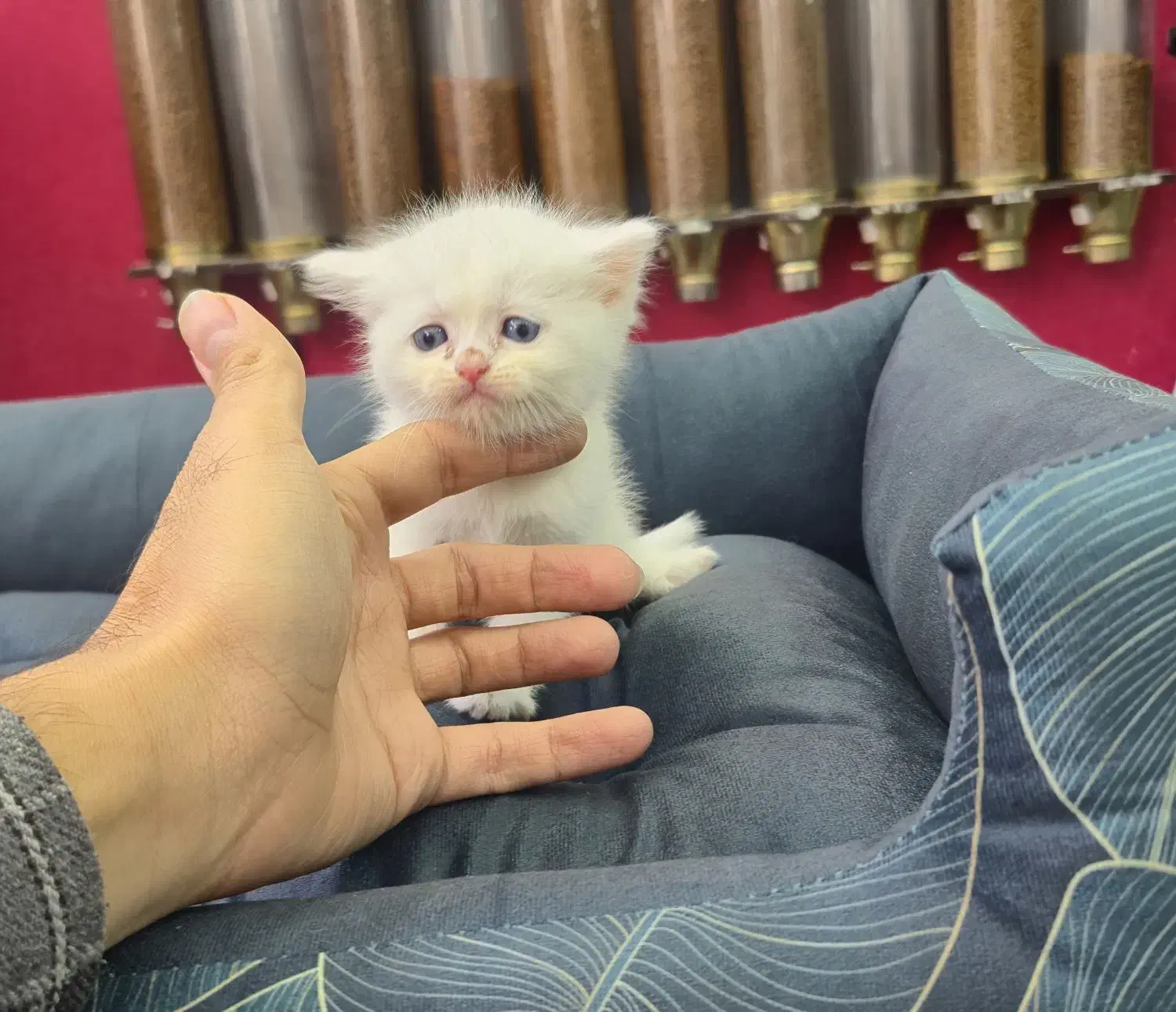 واگذاری گربه بریتیش/پرشین اصیل|گربه|ساری, |دیوار