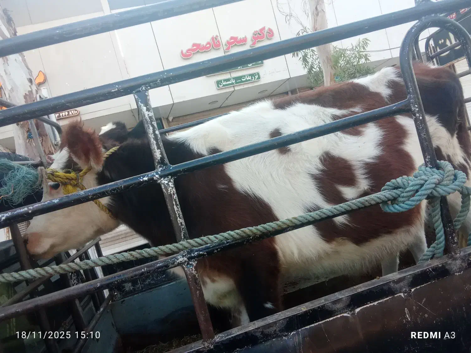 ۱۳000000|حیوانات مزرعه|بم, |دیوار