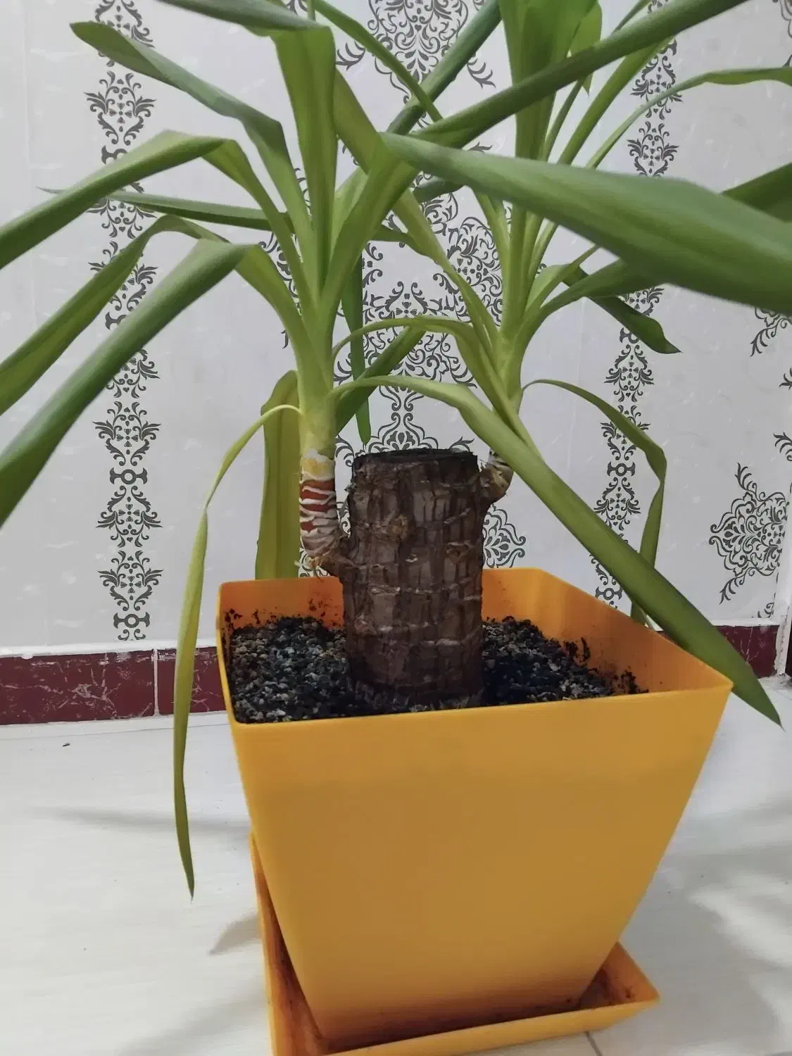 بونسای یوکا|گل و گیاه طبیعی|رشت, شهرک آیت الله منتظری|دیوار