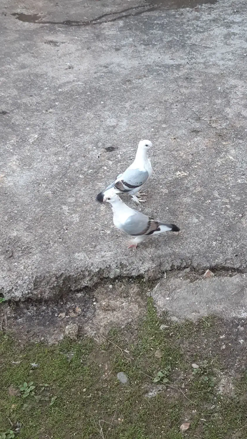 کبوتربلژیکی|پرنده|لاهیجان, آهندان|دیوار