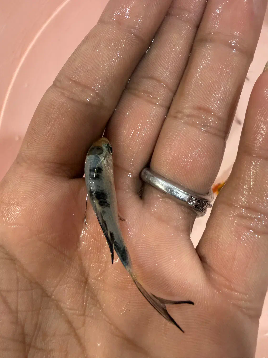 ماهی گلی بری عید|ماهی|مرودشت, بیست متری بیمارستان|دیوار