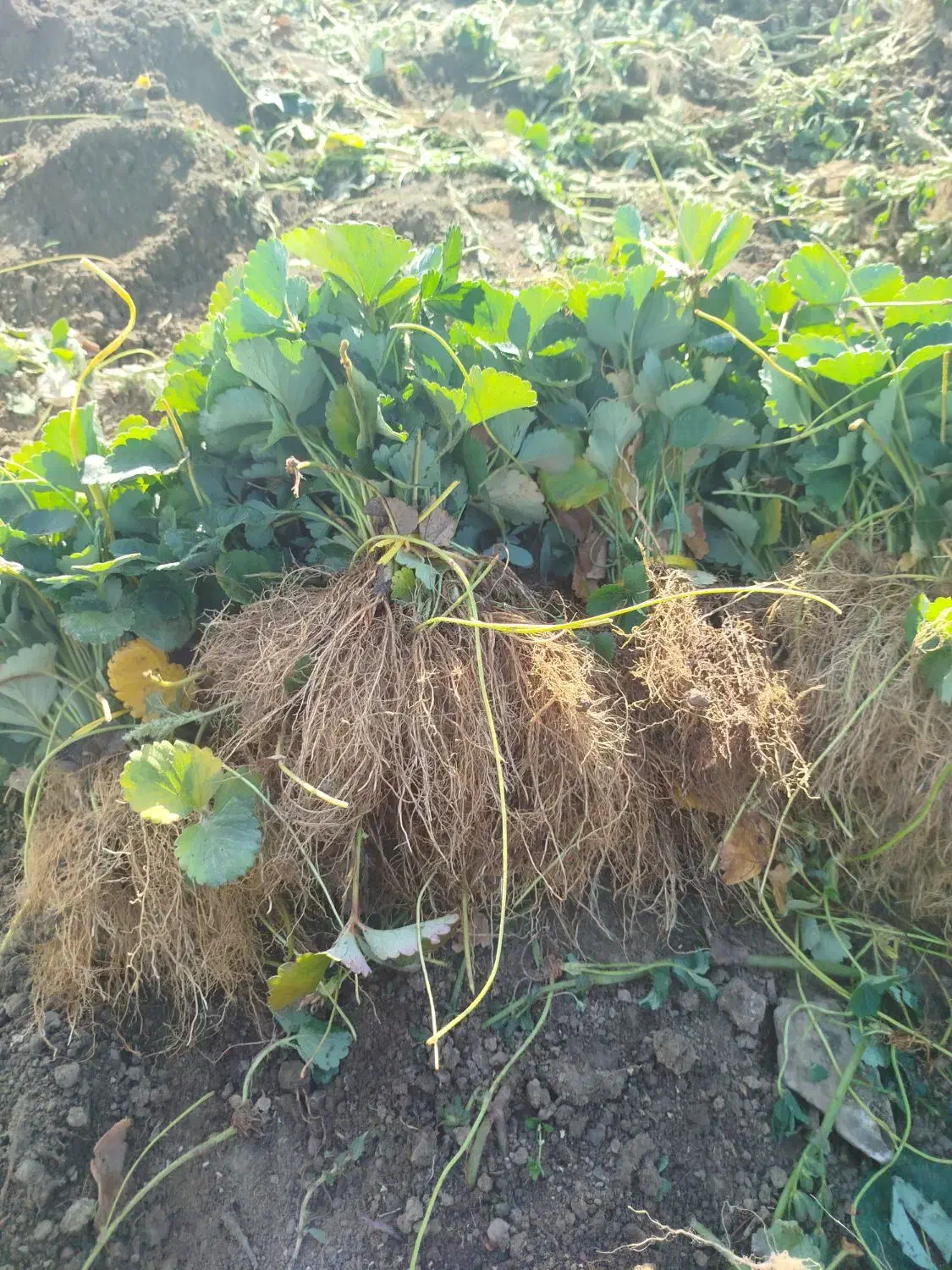 نشاء توتفرنگی ریشە لخت پاروس و نهال انگور|خدمات باغبانی و درختکاری|مریوان, |دیوار