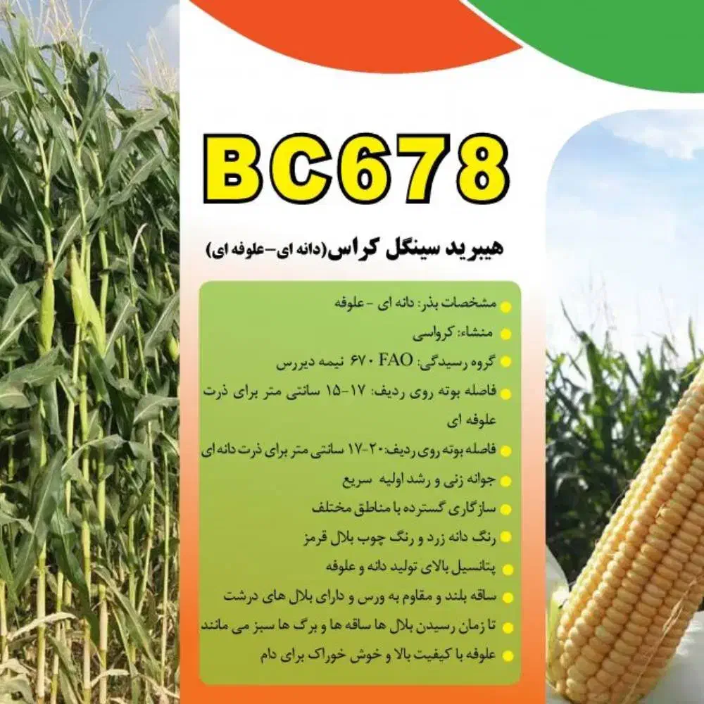 ذرت علوفه ای|عمده‌فروشی|اسدآباد, |دیوار