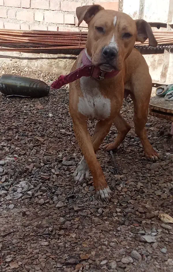 فروش سگ ماده پیتبل|سگ|کرمان, |دیوار