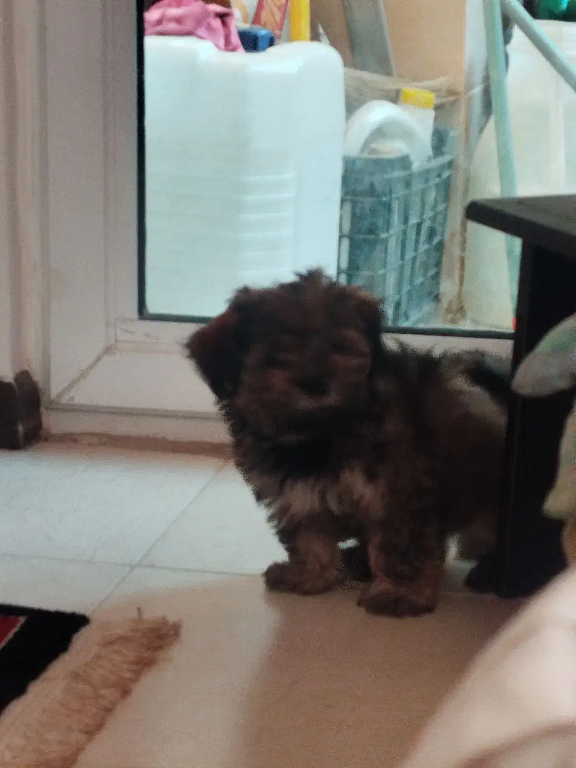 سگ شیتزو کوچولو 10سانتی|سگ|فولادشهر, مسکن مهر فولادشهر|دیوار