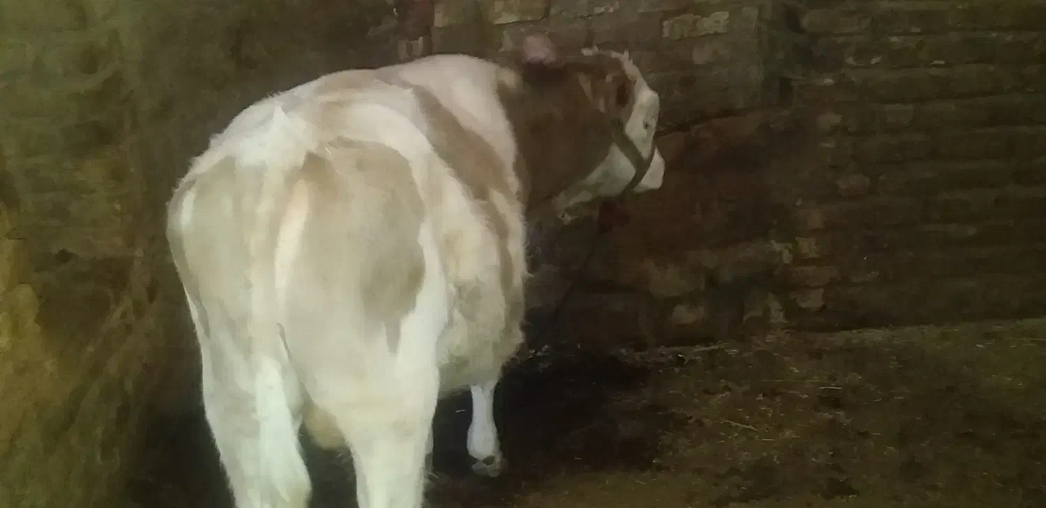 گوساله نر|حیوانات مزرعه|شازند, |دیوار