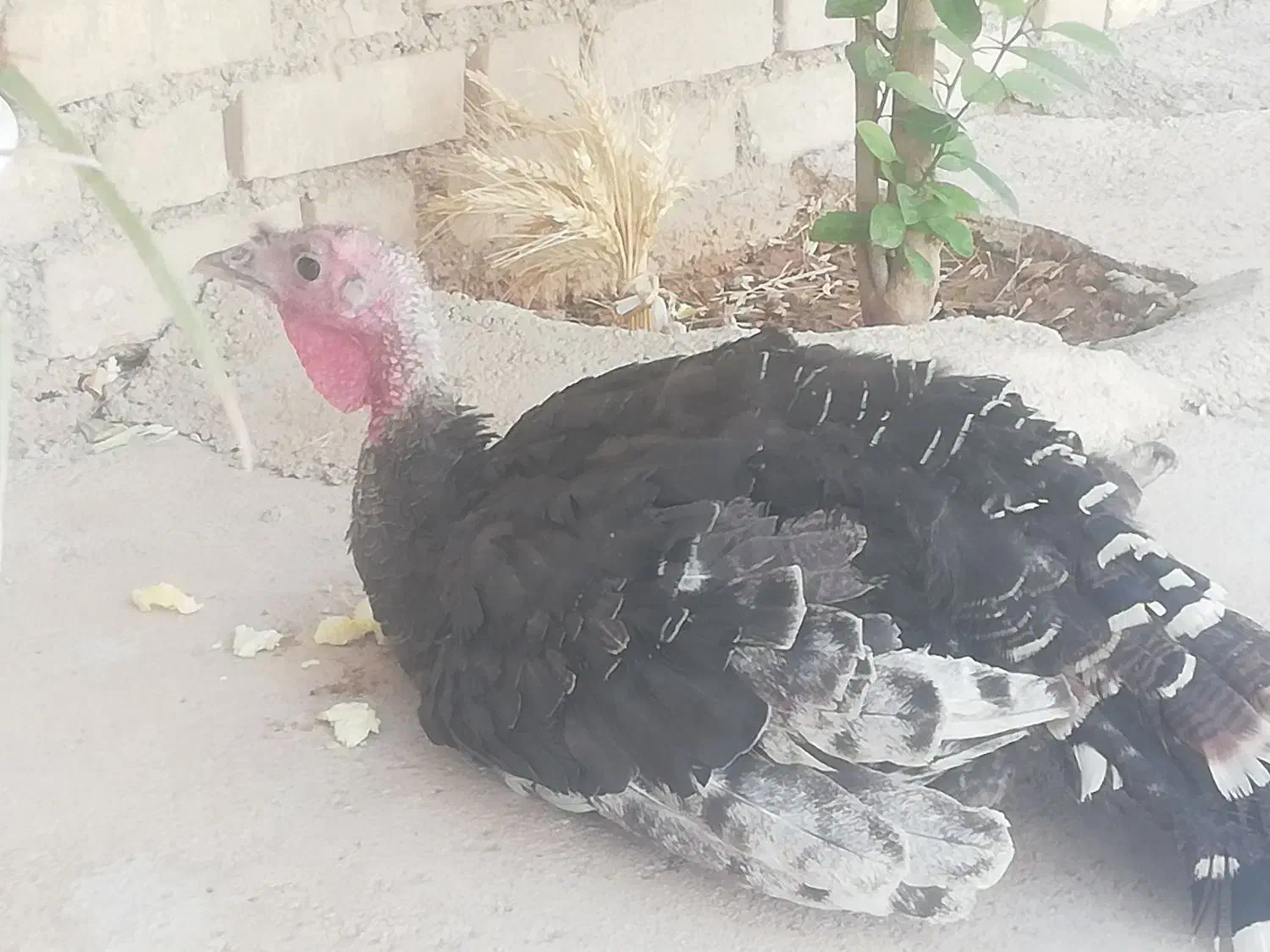 بوقلمون|حیوانات مزرعه|ایذه, |دیوار