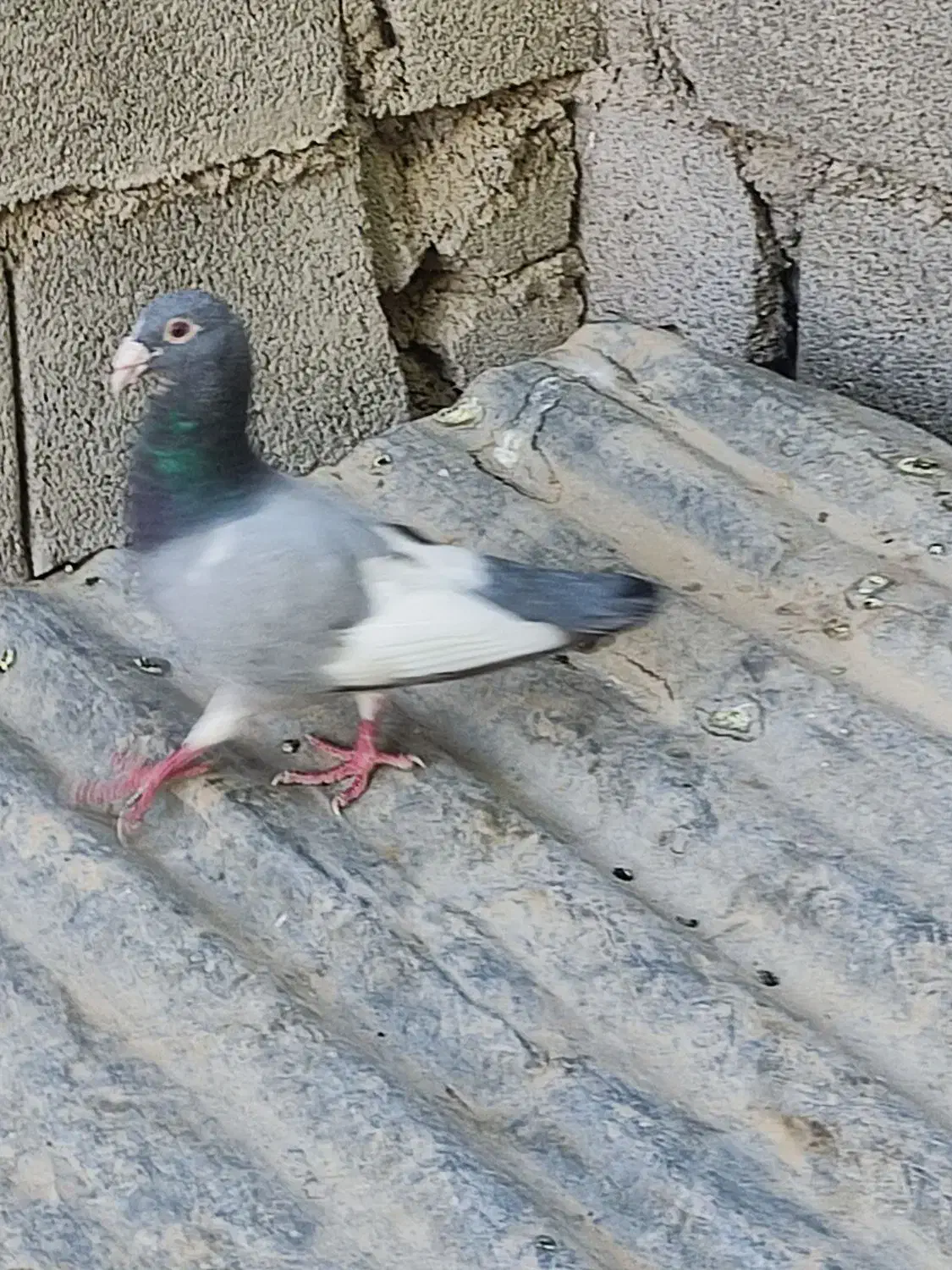 پلاک  مسافتی|پرنده|گتوند, |دیوار