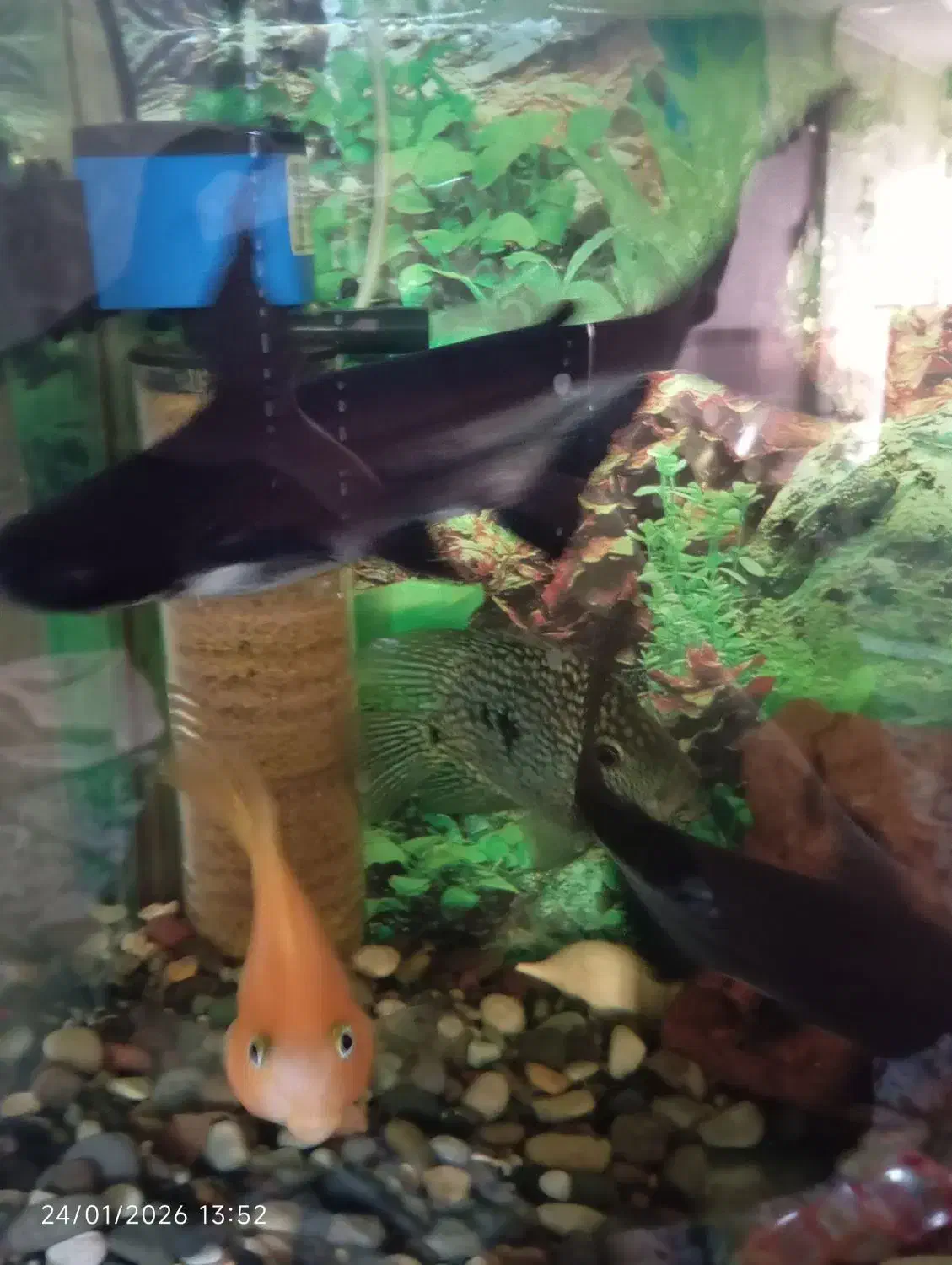 ماهی پنکوسی اسکار سیچیلاید دالر پرت پنکوسی کلمبیای|ماهی|قرچک, مهدیه|دیوار