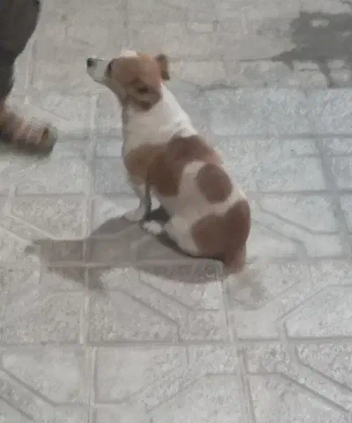 سگ پاکوتاه|سگ|تربت جام, یحیی آباد|دیوار