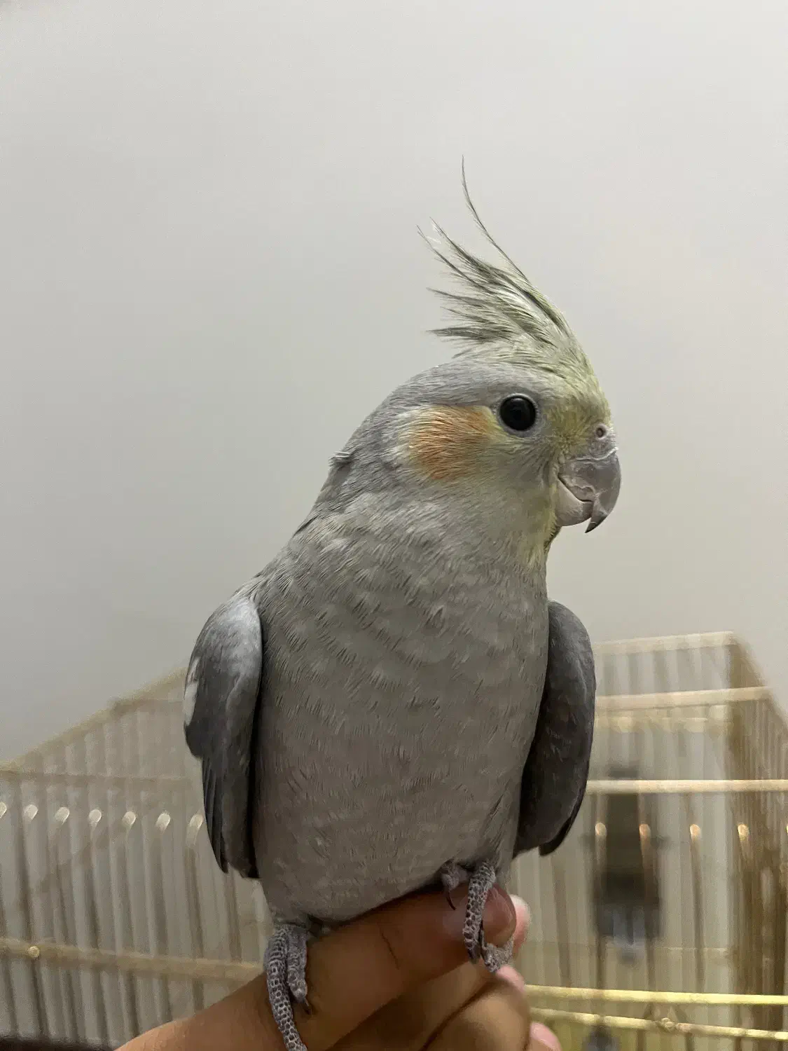 عروس هلندی|پرنده|اصفهان, ارزنان|دیوار