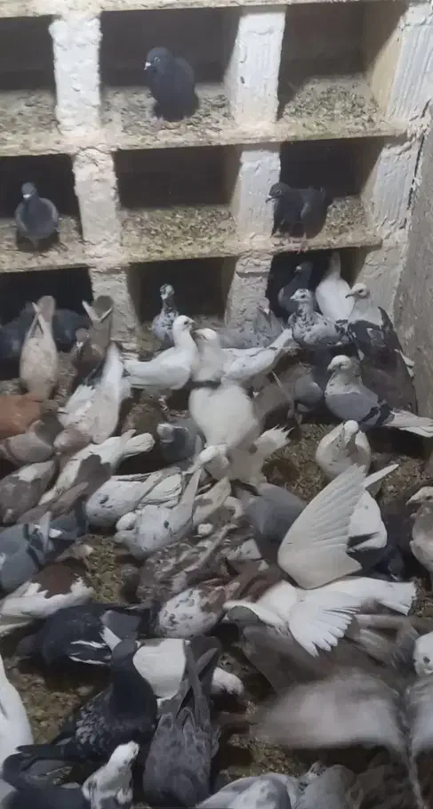 پلاکی، دورگ|پرنده|مبارکه, |دیوار