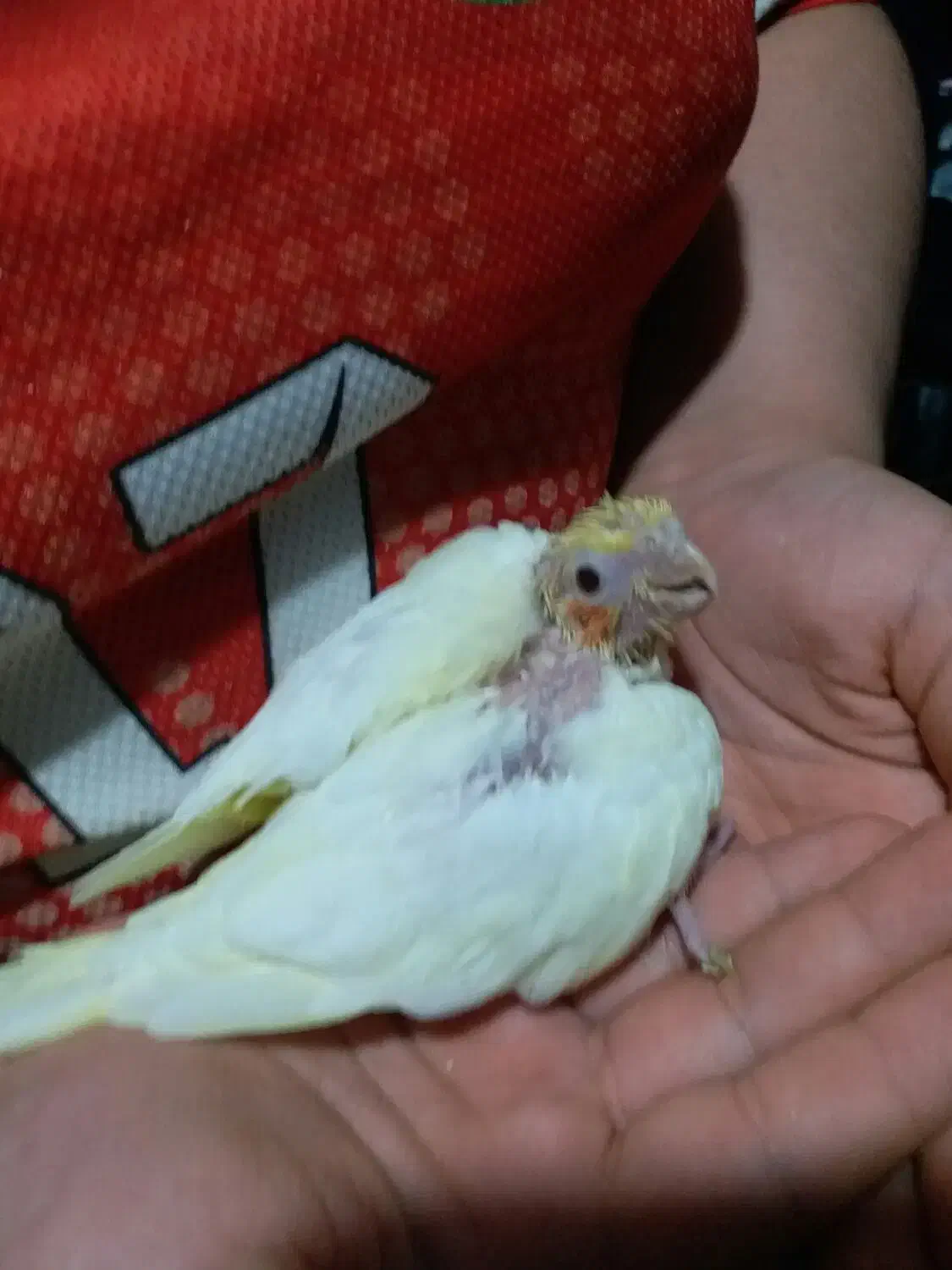 جوجه عروس هلندی لوتینیو|پرنده|خرمشهر, |دیوار