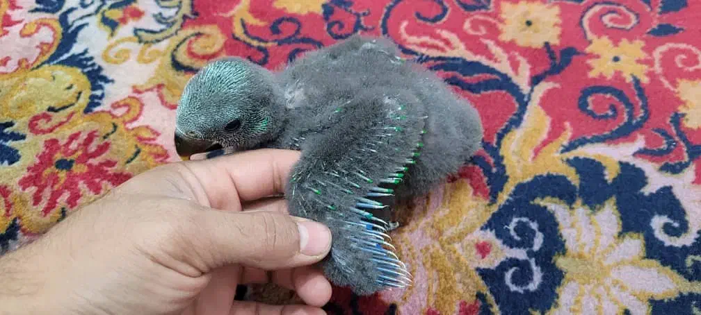 جوجه اکلکتوس|پرنده|شیراز, فرودگاه شهید دستغیب شیراز|دیوار