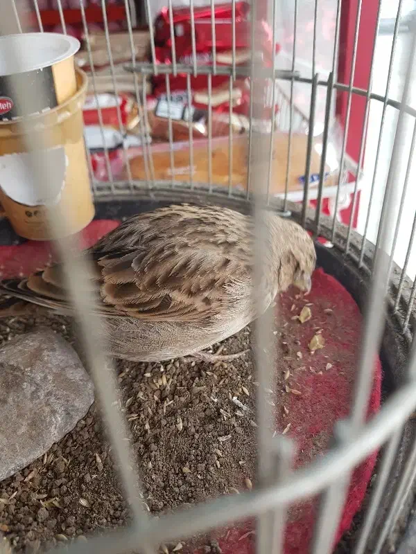 قناری|پرنده|تربت جام, یحیی آباد|دیوار