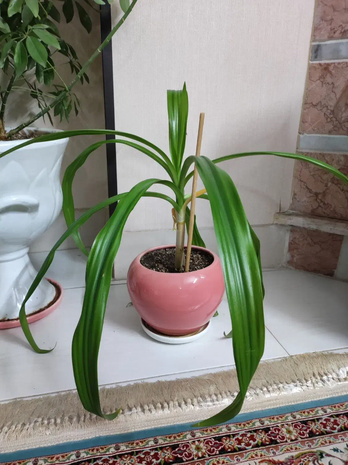 گل طبیعی با گلدان|گل و گیاه طبیعی|شیراز, سفیرشمالی|دیوار