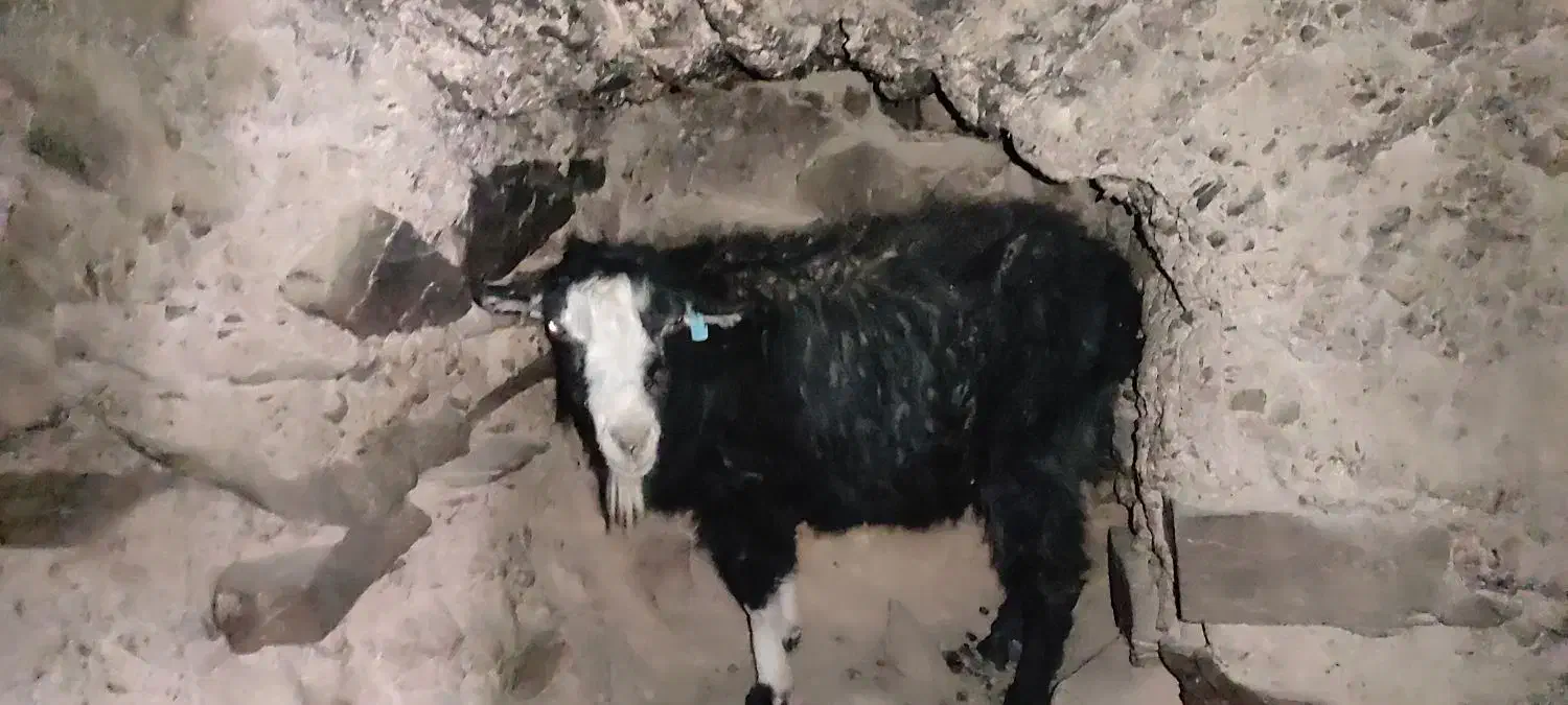 تعداد ۴بزجوان و۱پیر|حیوانات مزرعه|قهستان, |دیوار