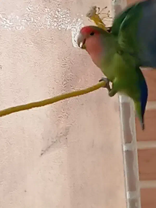 کوتوله فیشر بالغ نر|پرنده|خمینیشهر, |دیوار