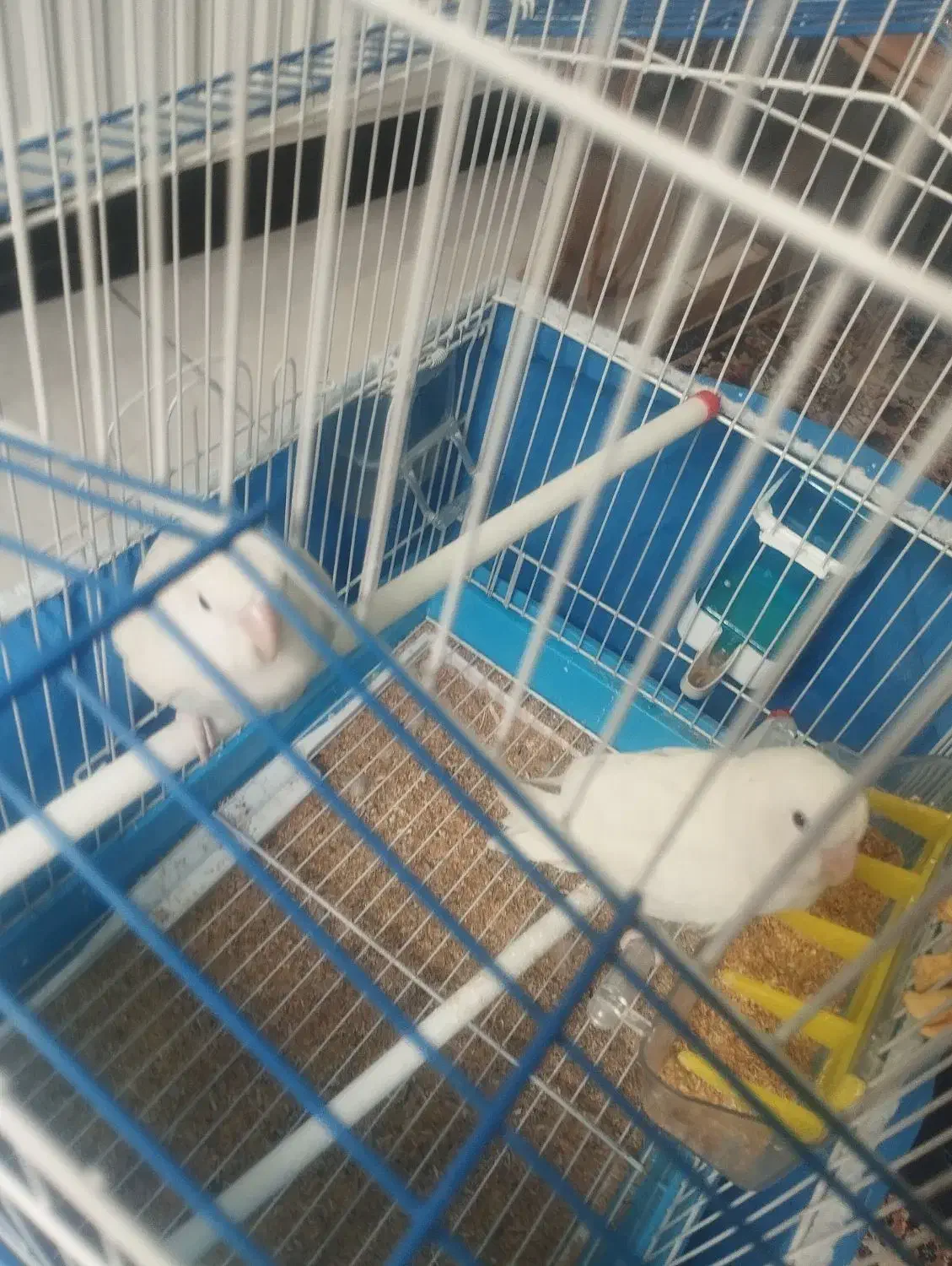 کوتوله|پرنده|برخوار, |دیوار