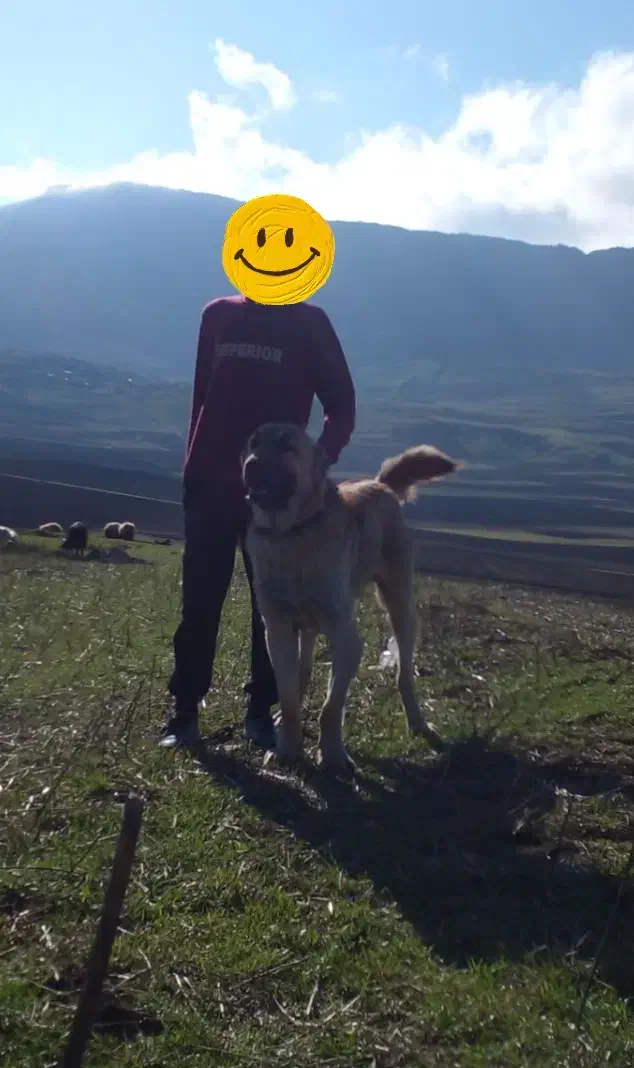 سگ سرابی نر|سگ|اردبیل, |دیوار