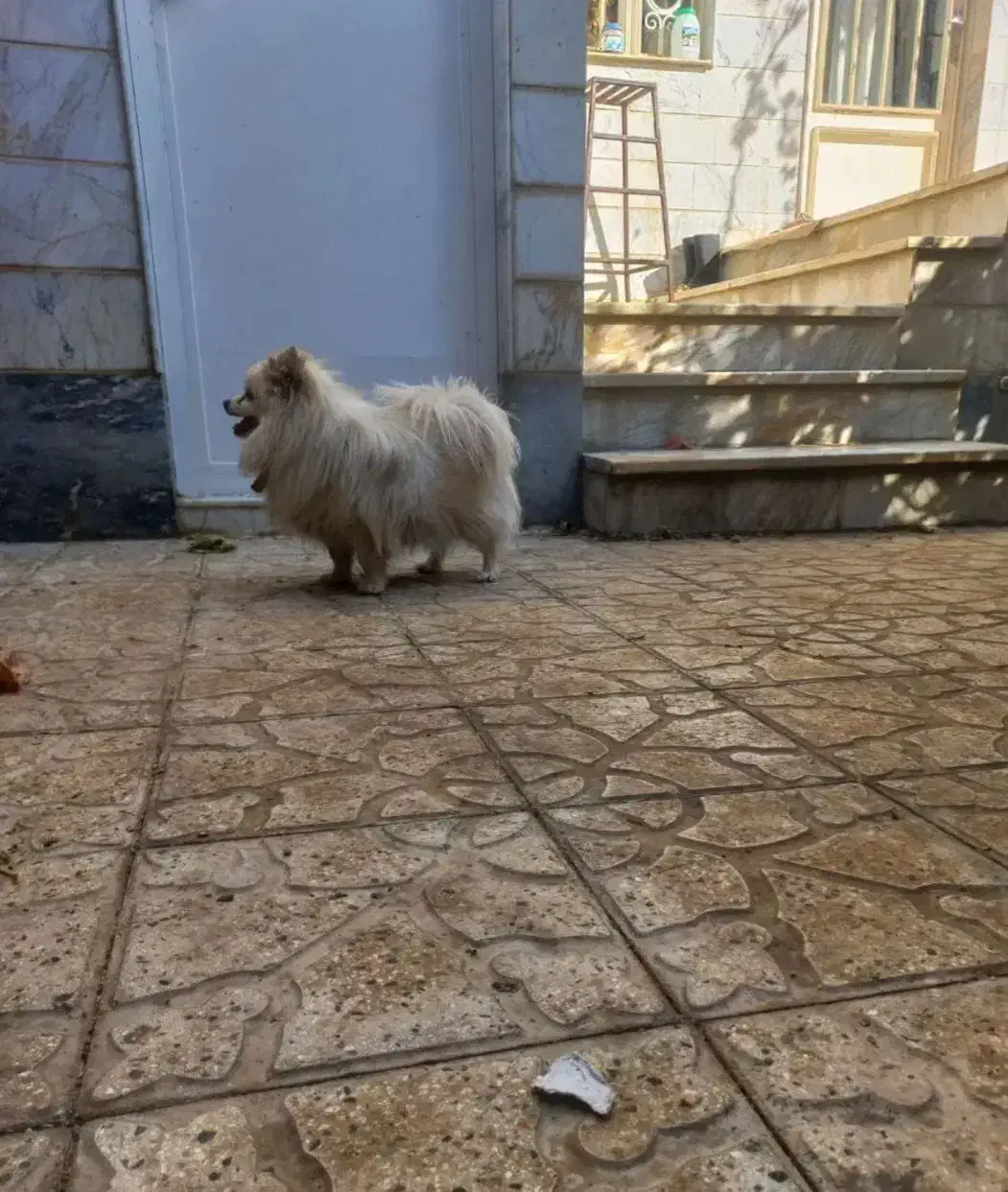 سگ پاکوتاه|سگ|خرمدره, |دیوار