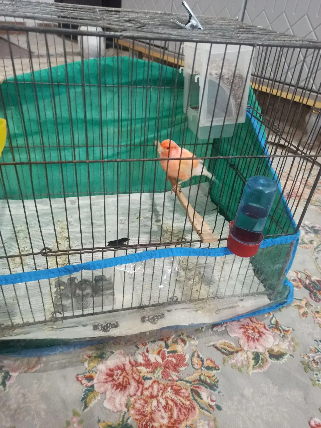 قناری نر|پرنده|زرند, |دیوار