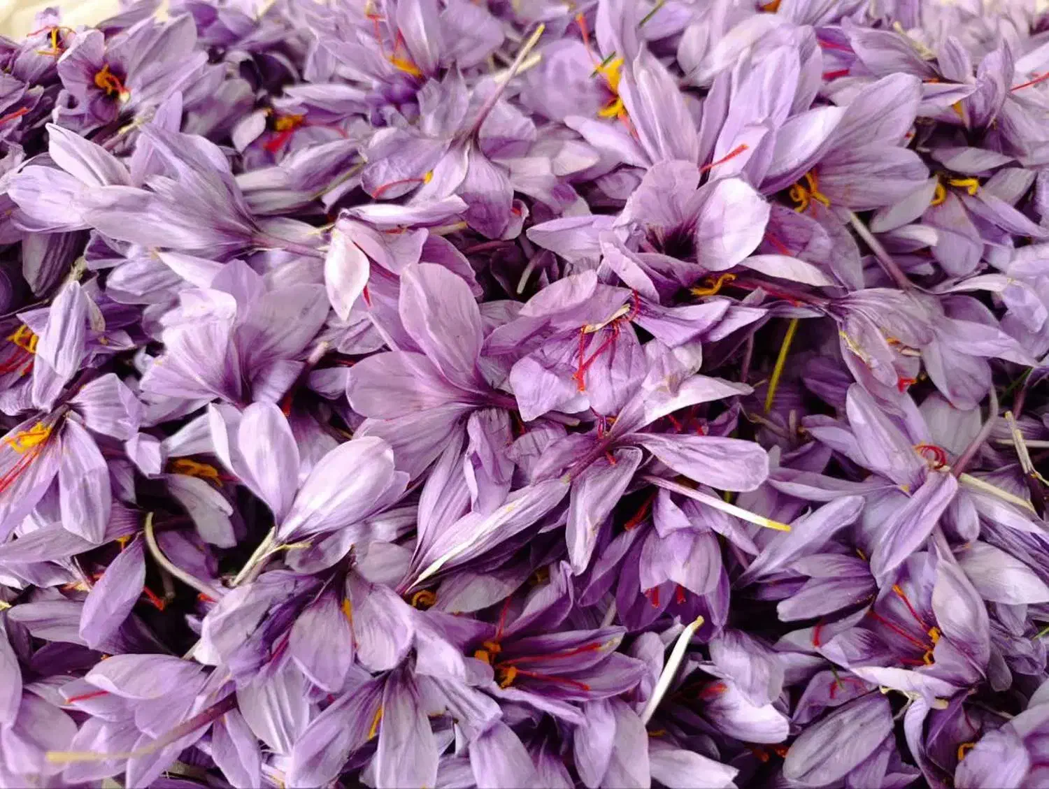 فروش زعفران از دست کشاورز|خوردنی و آشامیدنی|سرایان, |دیوار