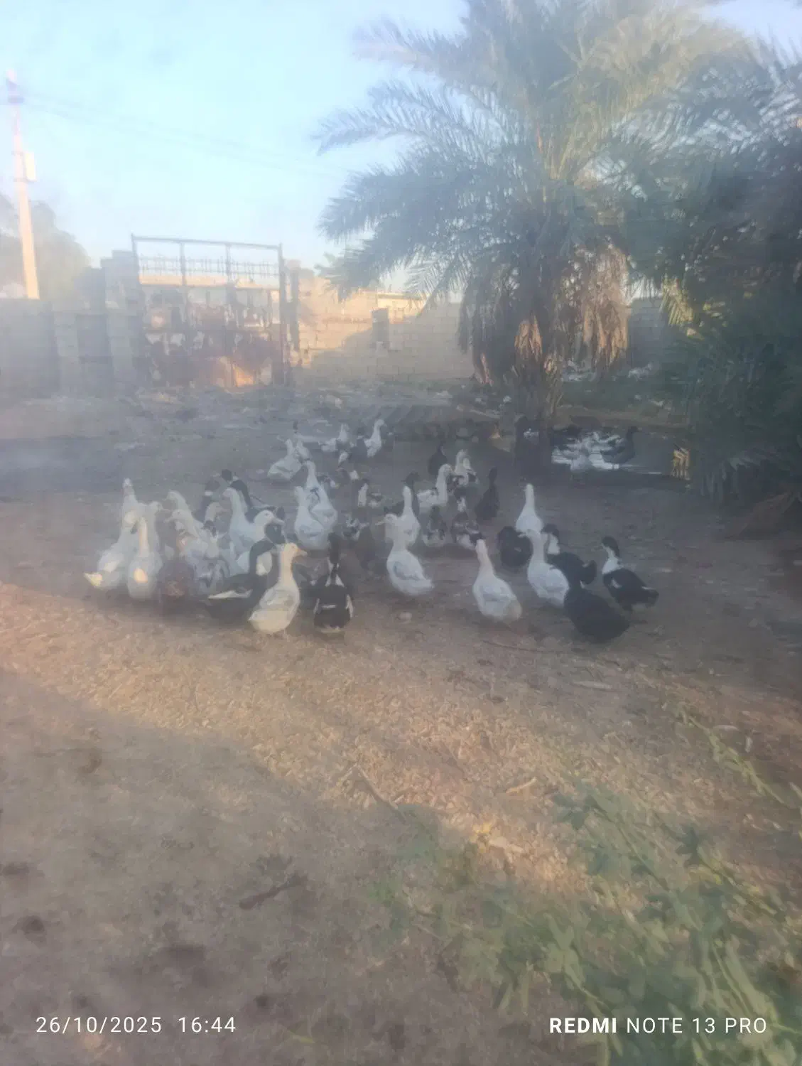 اردک بزرگ تخم گذار|حیوانات مزرعه|اهواز, کوی مندلی(سه راه خرمشهر)|دیوار