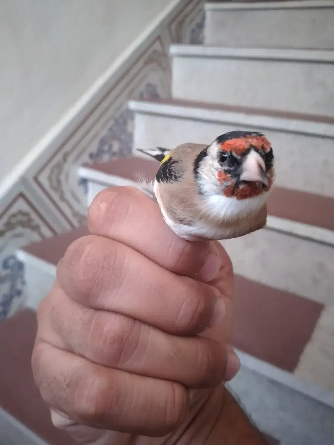 سهره نیم خال تک|پرنده|سرپل ذهاب, |دیوار