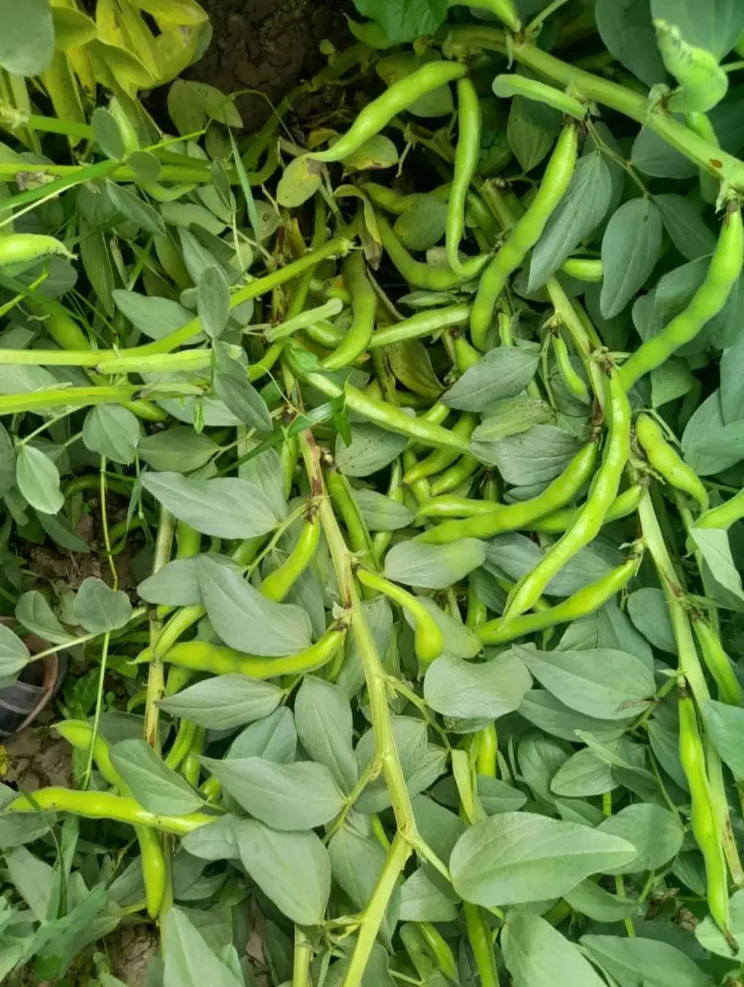 بذر محلی درجه یک|خدمات باغبانی و درختکاری|بهبهان, |دیوار