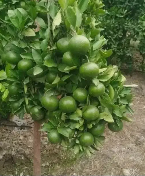 فروش نارنج|خوردنی و آشامیدنی|بندر انزلی, نوروزی|دیوار